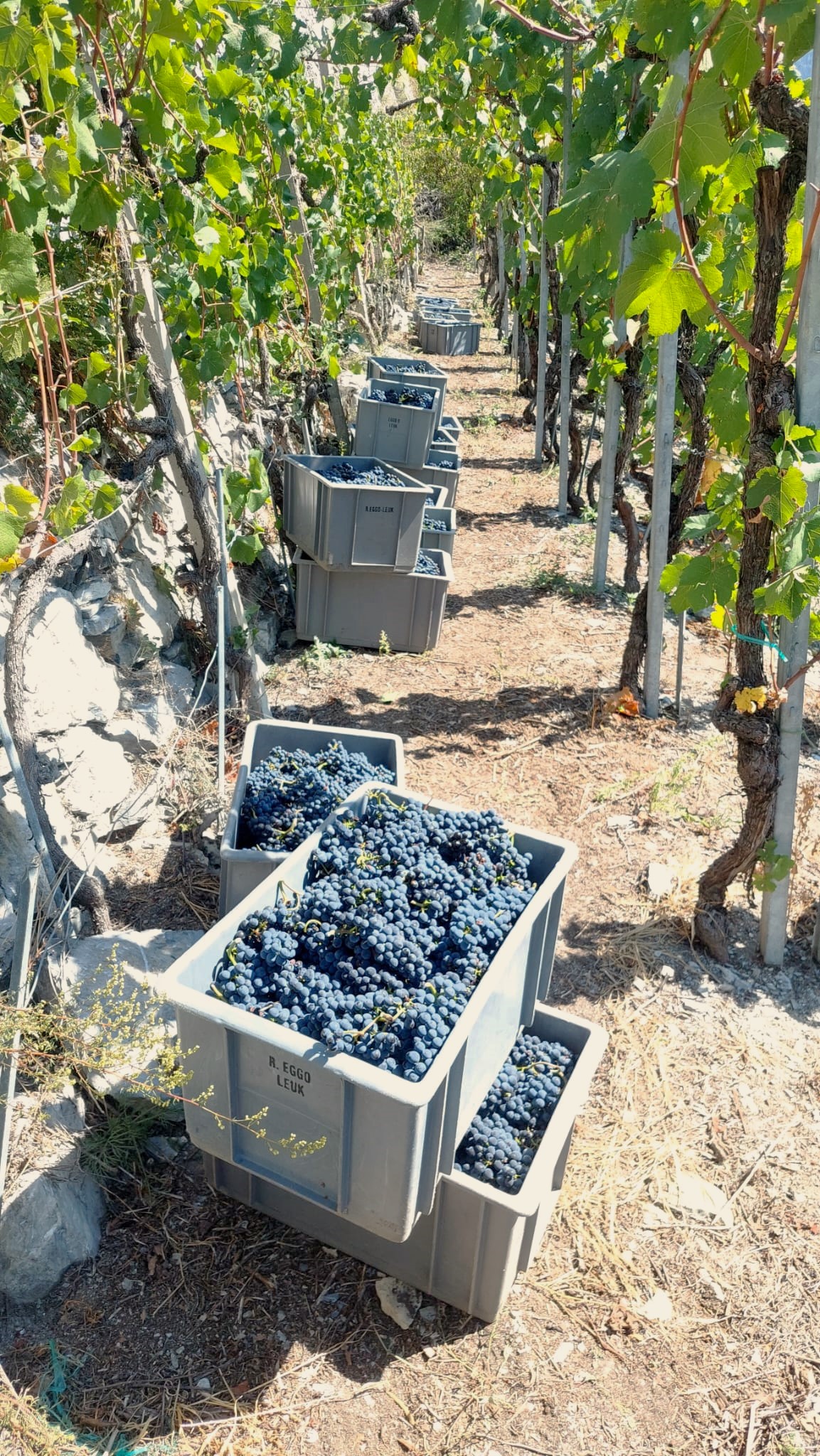 Pinot noir