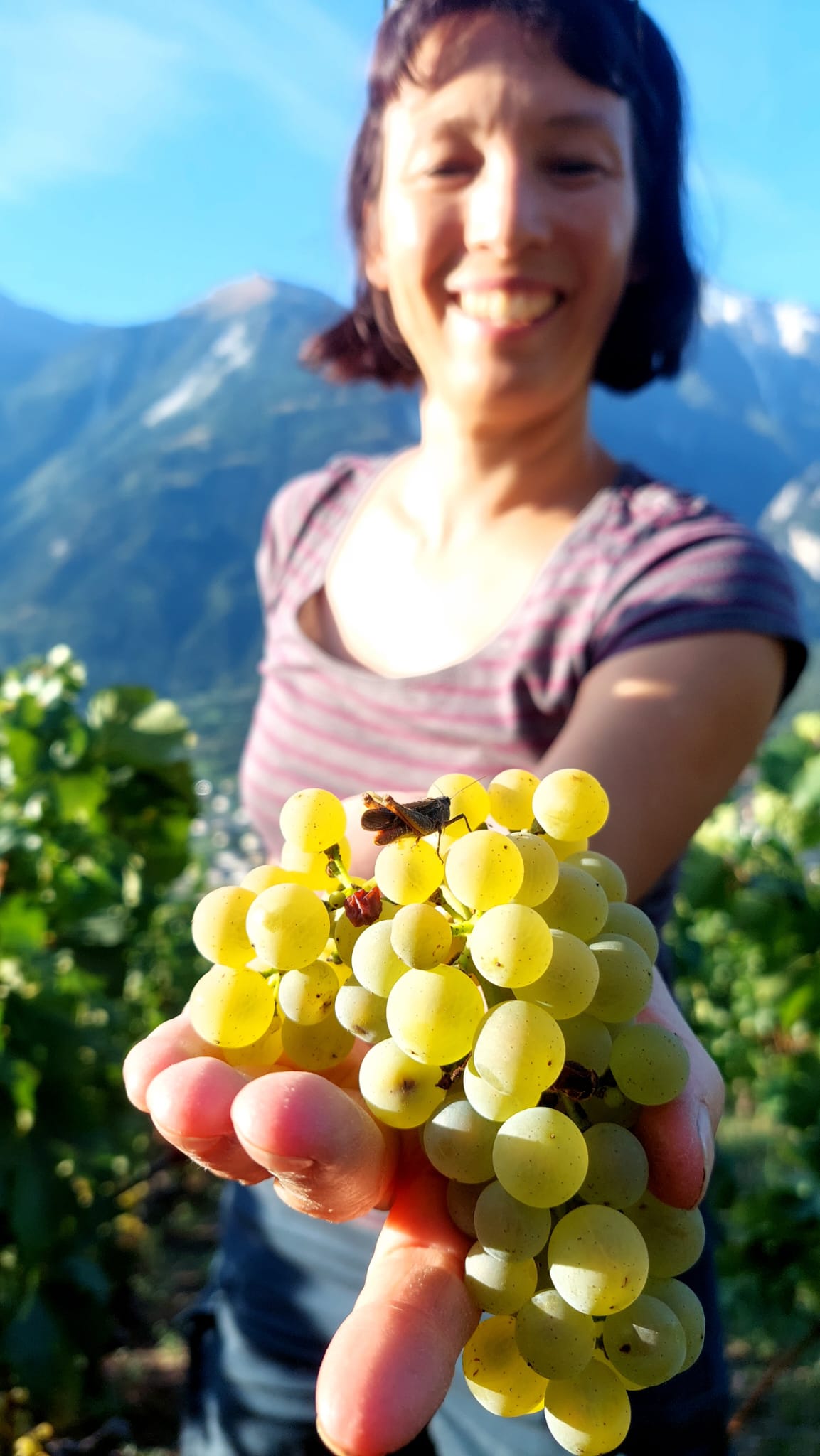 Chardonnay 2