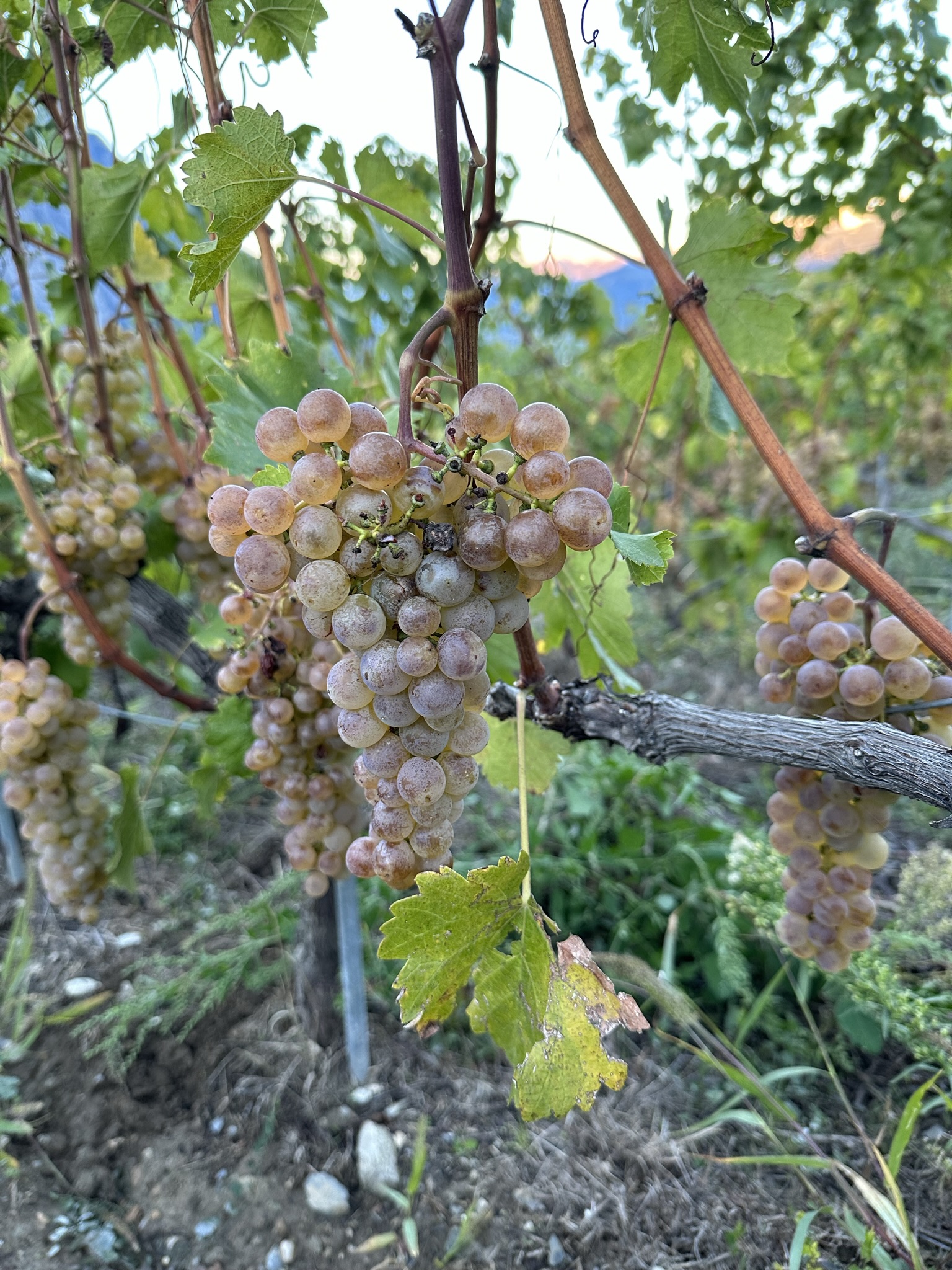 Chasselas