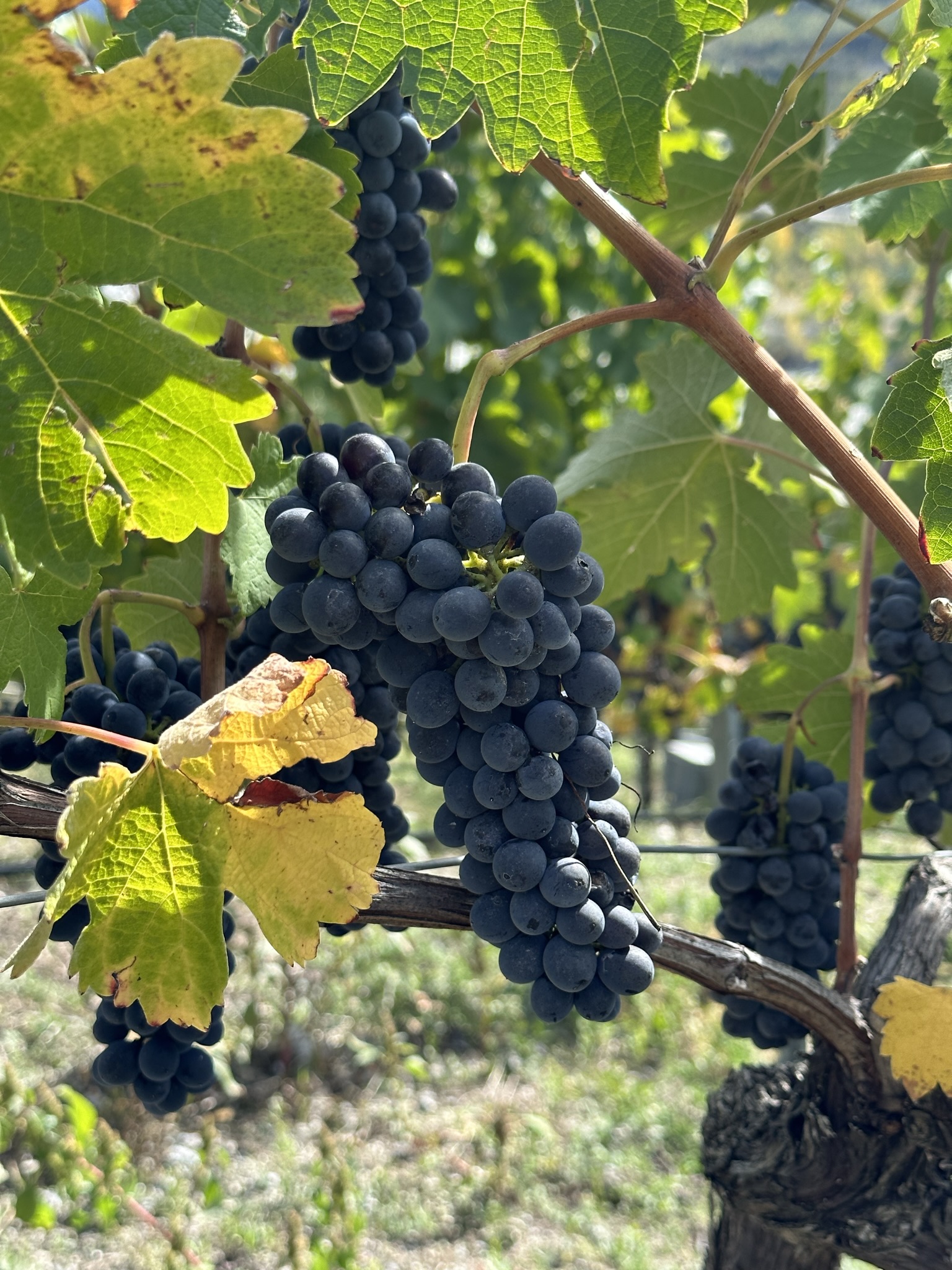Syrah